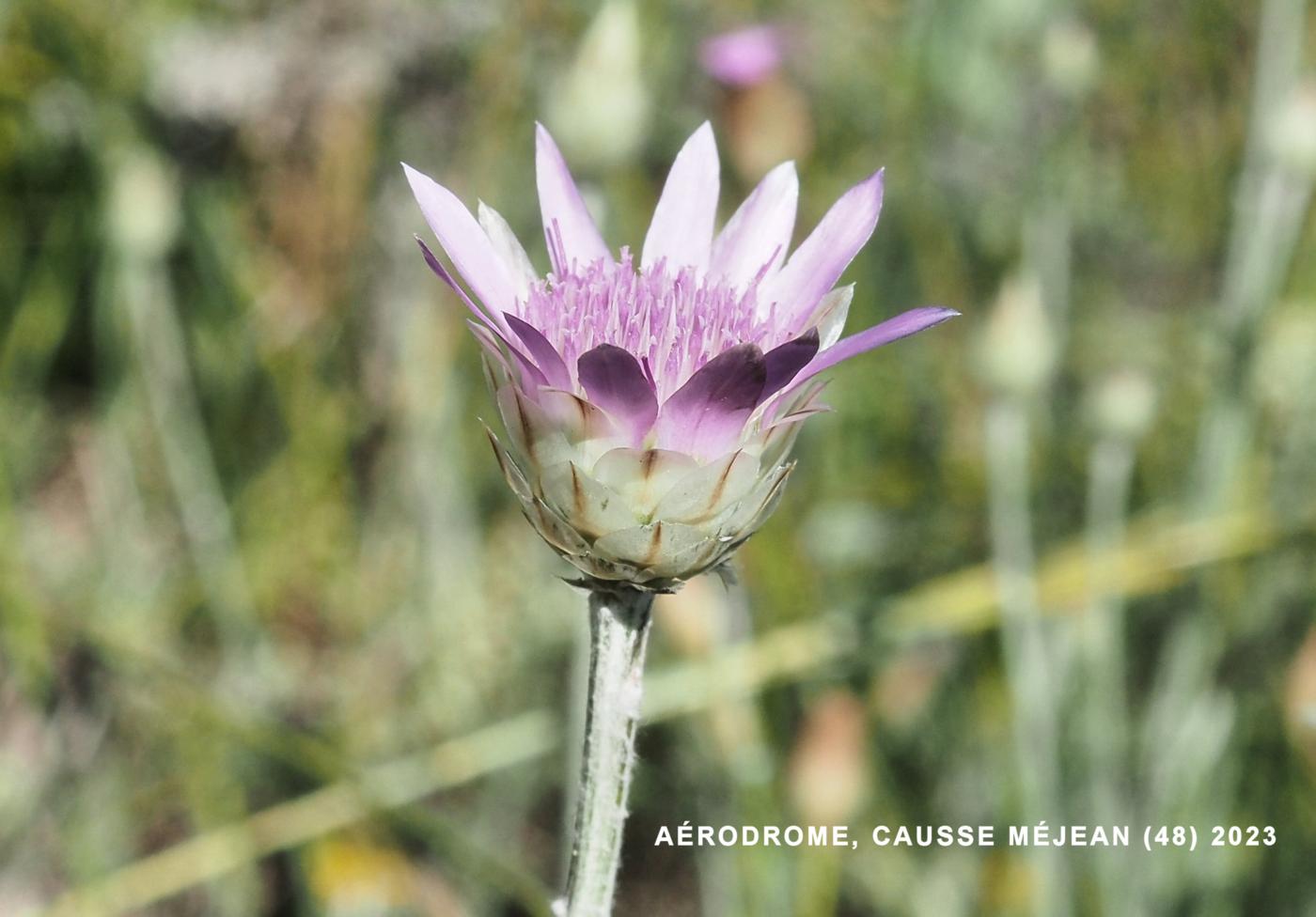 Immortelle, Everlasting flower